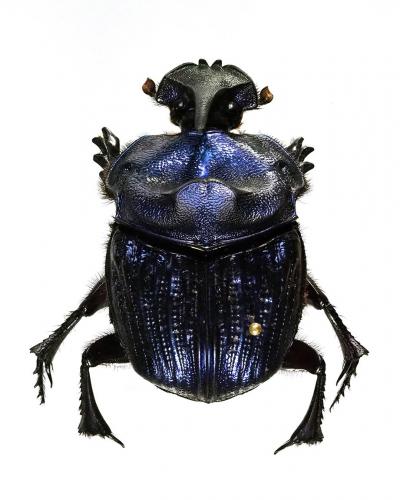 Coprophanaeus lancifer